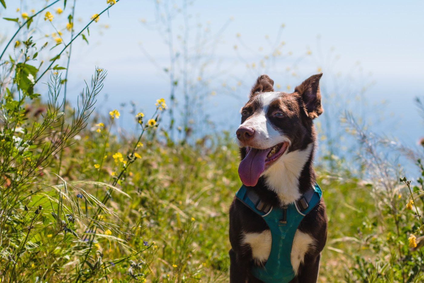 Dog Friendly Hikes Portuguese Bend Reserve Trails in Rancho Palos