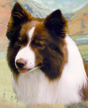 JuiceDivotcollage copy