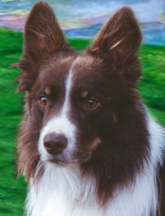 StaticLogiccollage copy